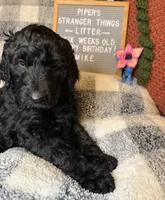 Mike, a male Goldendoodle for sale in Middletown, PA – Photo 2 of 3