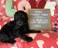 Mike, a male Goldendoodle for sale in Middletown, PA – Photo 3 of 3