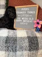 Lucas, a male Goldendoodle for sale in Middletown, PA – Photo 3 of 3