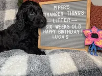 Lucas, a male Goldendoodle for sale in Middletown, PA – Photo 2 of 3