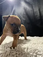 Stella, a female Staffordshire Bull Terrier for sale in West Palm Beach, FL – 2 of 5