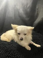 Ozzy, a male Chihuahua for sale in West Palm Beach, FL – 4 of 7