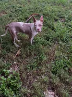 Gigi, a female American Bully for sale in West Palm Beach, FL – 3 of 3