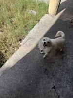Ozzy, a male Chihuahua for sale in West Palm Beach, FL – 9 of 9