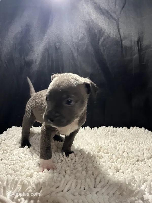 Bruce – Staffordshire Bull Terrier puppy for sale in West Palm Beach, FL