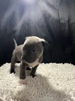 Bruce, a male Staffordshire Bull Terrier for sale in West Palm Beach, FL – 1 of 4