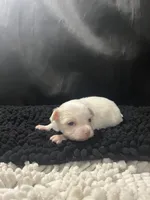 Josie, a female Chihuahua for sale in West Palm Beach, FL – 8 of 8