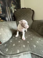 Thor, a male American Bully for sale in West Palm Beach, FL – Photo 2 of 4
