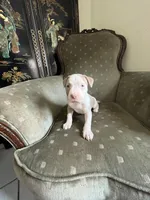 Thor, a male American Bully for sale in West Palm Beach, FL – Photo 3 of 4