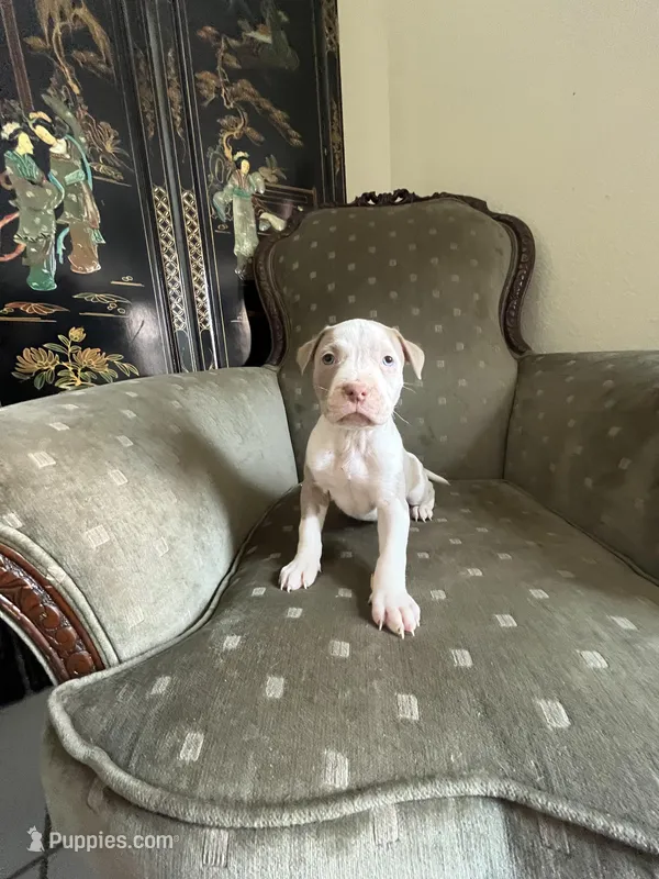 Thor – American Bully puppy for sale in West Palm Beach, FL