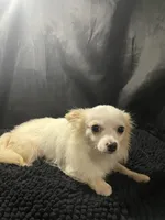 Ozzy, a male Chihuahua for sale in West Palm Beach, FL – 3 of 7