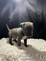Bruce, a male Staffordshire Bull Terrier for sale in West Palm Beach, FL – 4 of 4