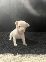 Emma, a female Chihuahua for sale in West Palm Beach, FL – 3 of 6
