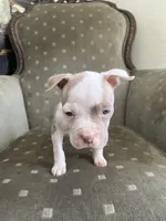 Gigi, a female American Bully for sale in West Palm Beach, FL – 3 of 4