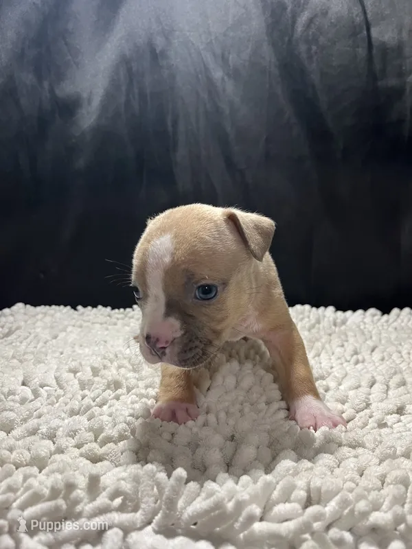 Roscoe  – Staffordshire Bull Terrier puppy for sale in West Palm Beach, FL