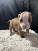 Duke, a male Staffordshire Bull Terrier for sale in West Palm Beach, FL – 1 of 4