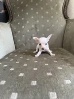 Mouse, a male Chihuahua for sale in West Palm Beach, FL – Photo 3 of 5