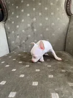 Mouse, a male Chihuahua for sale in West Palm Beach, FL – Photo 2 of 5