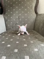 Mouse, a male Chihuahua for sale in West Palm Beach, FL – Photo 4 of 5