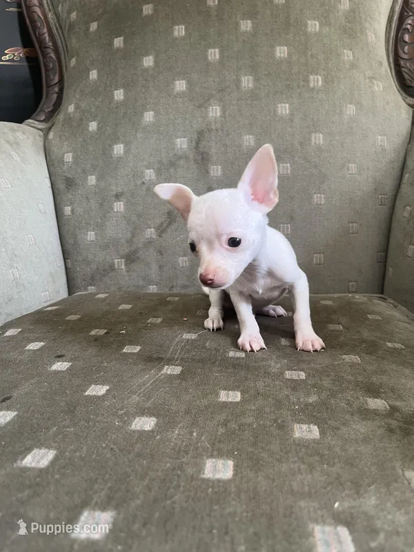 Mouse – Chihuahua puppy for sale in West Palm Beach, FL