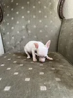 Mouse, a male Chihuahua for sale in West Palm Beach, FL – Photo 5 of 5