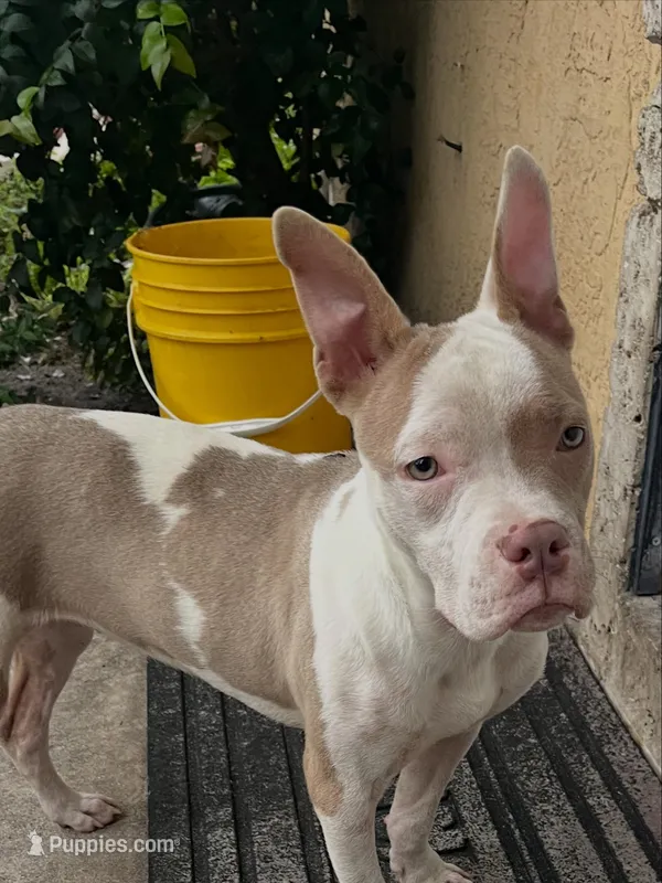Gigi – American Bully puppy for sale in West Palm Beach, FL
