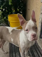 Gigi, a female American Bully for sale in West Palm Beach, FL – 1 of 3