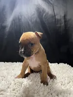 Stella, a female Staffordshire Bull Terrier for sale in West Palm Beach, FL – 4 of 5