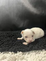 Josie, a female Chihuahua for sale in West Palm Beach, FL – 2 of 8