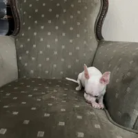 Lola, a female Chihuahua for sale in West Palm Beach, FL – Photo 3 of 4