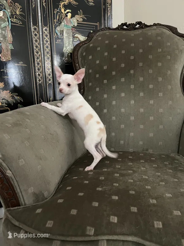 Lola – Chihuahua puppy for sale in West Palm Beach, FL