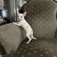 Lola, a female Chihuahua for sale in West Palm Beach, FL – Photo 1 of 4