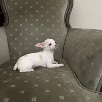 Lola, a female Chihuahua for sale in West Palm Beach, FL – Photo 4 of 4