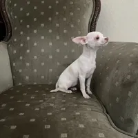 Lola, a female Chihuahua for sale in West Palm Beach, FL – Photo 2 of 4