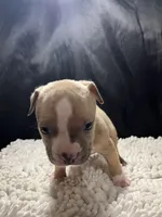 Roscoe , a male Staffordshire Bull Terrier for sale in West Palm Beach, FL – 3 of 4