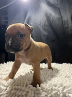 Stella, a female Staffordshire Bull Terrier for sale in West Palm Beach, FL – 3 of 5
