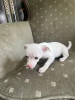 Star, a female Chihuahua for sale in West Palm Beach, FL – Photo 3 of 3