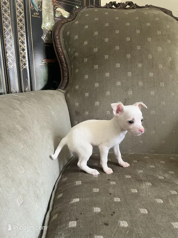 Star – Chihuahua puppy for sale in West Palm Beach, FL