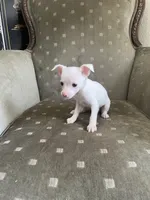 Star, a female Chihuahua for sale in West Palm Beach, FL – Photo 2 of 3