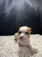 Jack , a male Staffordshire Bull Terrier for sale in West Palm Beach, FL – 1 of 5