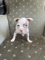 Gigi, a female American Bully for sale in West Palm Beach, FL – 4 of 4