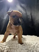 Stella, a female Staffordshire Bull Terrier for sale in West Palm Beach, FL – 5 of 5