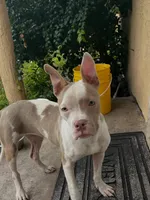 Gigi, a female American Bully for sale in West Palm Beach, FL – 2 of 3