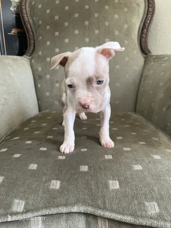 Gigi – American Bully puppy for sale in West Palm Beach, FL