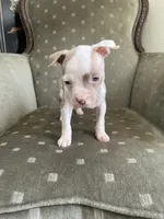 Gigi, a female American Bully for sale in West Palm Beach, FL – 1 of 4