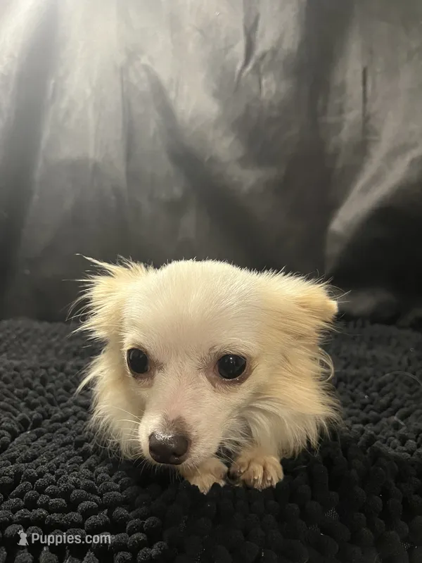 Ozzy – Chihuahua puppy for sale in West Palm Beach, FL