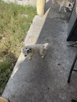 Ozzy, a male Chihuahua for sale in West Palm Beach, FL – 8 of 9