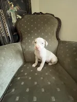 Champ, a male American Bully for sale in West Palm Beach, FL – Photo 6 of 6