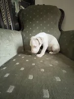 Champ, a male American Bully for sale in West Palm Beach, FL – Photo 3 of 6