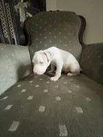 Champ, a male American Bully for sale in West Palm Beach, FL – Photo 5 of 6